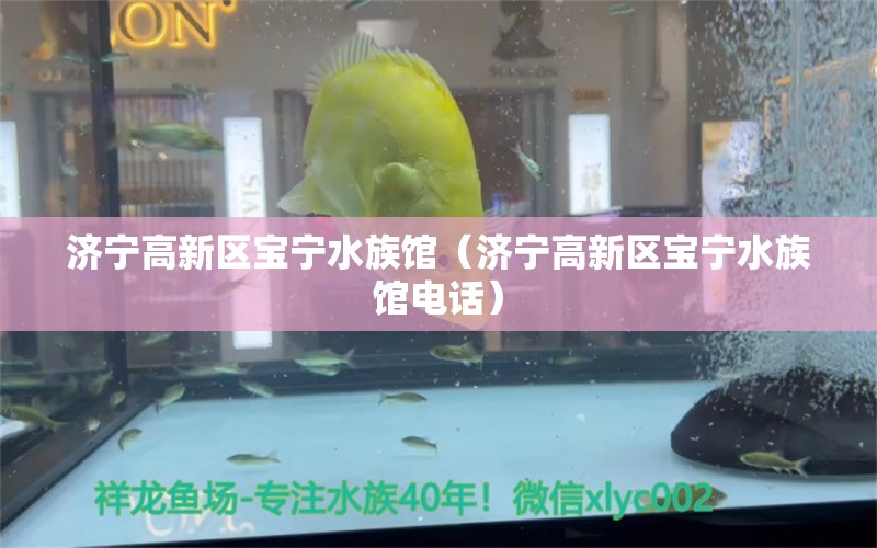 濟(jì)寧高新區(qū)寶寧水族館（濟(jì)寧高新區(qū)寶寧水族館電話） 全國水族館企業(yè)名錄