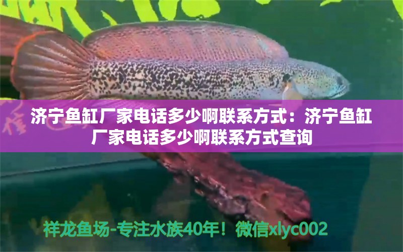 濟寧魚缸廠家電話多少啊聯(lián)系方式：濟寧魚缸廠家電話多少啊聯(lián)系方式查詢 觀賞魚市場（混養(yǎng)魚）