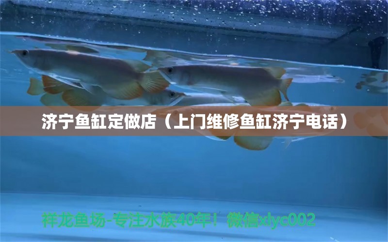 濟(jì)寧魚(yú)缸定做店（上門(mén)維修魚(yú)缸濟(jì)寧電話） 白化巴西龜（白巴）