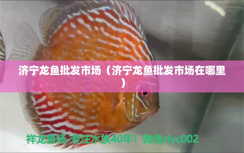 濟寧龍魚批發(fā)市場（濟寧龍魚批發(fā)市場在哪里） 龍魚批發(fā)