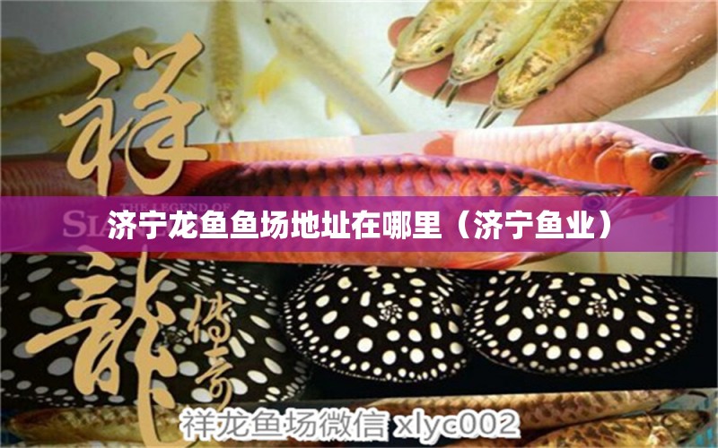 濟寧龍魚魚場地址在哪里（濟寧魚業(yè)）