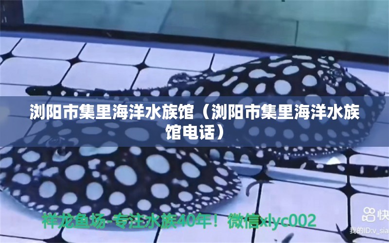 瀏陽(yáng)市集里海洋水族館（瀏陽(yáng)市集里海洋水族館電話(huà)） 全國(guó)水族館企業(yè)名錄