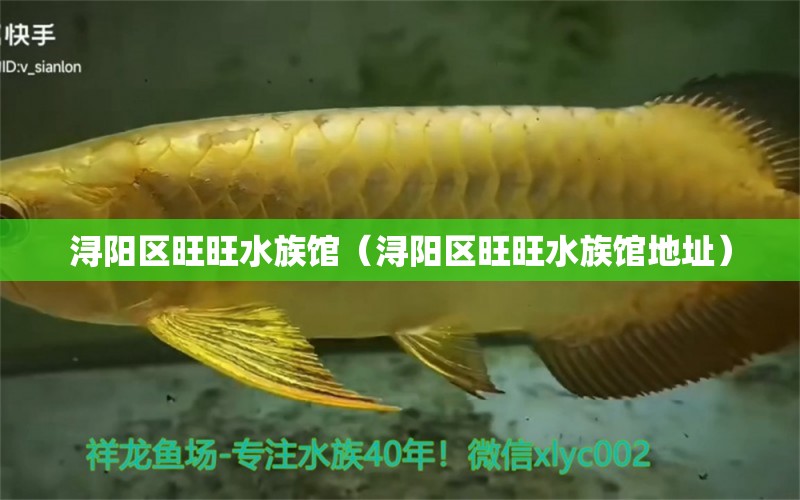 潯陽區(qū)旺旺水族館（潯陽區(qū)旺旺水族館地址）