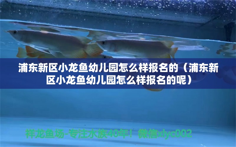 浦東新區(qū)小龍魚(yú)幼兒園怎么樣報(bào)名的（浦東新區(qū)小龍魚(yú)幼兒園怎么樣報(bào)名的呢） 藍(lán)底過(guò)背金龍魚(yú)