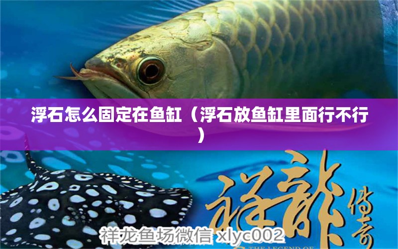 浮石怎么固定在魚缸（浮石放魚缸里面行不行） 貓貓 第1張