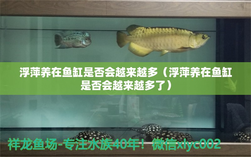 浮萍養(yǎng)在魚缸是否會越來越多（浮萍養(yǎng)在魚缸是否會越來越多了） 噴點菠蘿魚