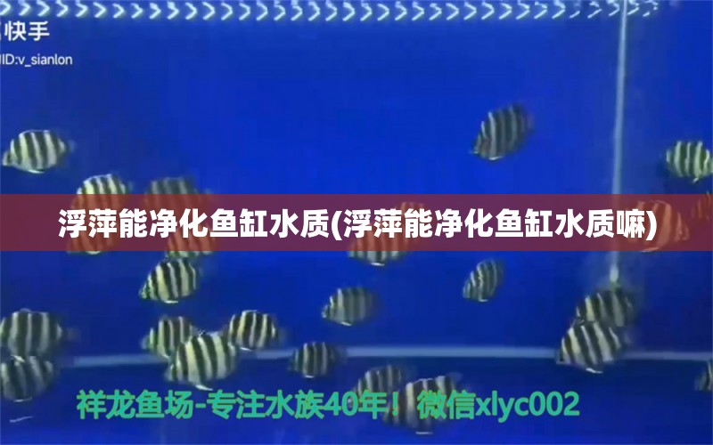 浮萍能凈化魚缸水質(zhì)(浮萍能凈化魚缸水質(zhì)嘛) 奈及利亞紅圓點(diǎn)狗頭