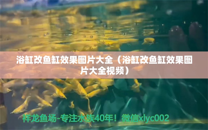 浴缸改魚(yú)缸效果圖片大全（浴缸改魚(yú)缸效果圖片大全視頻） 祥龍水族醫(yī)院