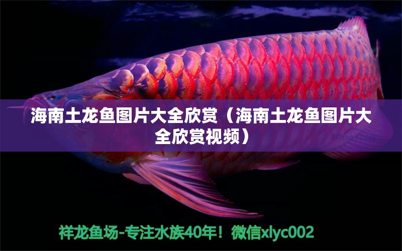 海南土龍魚圖片大全欣賞（海南土龍魚圖片大全欣賞視頻）