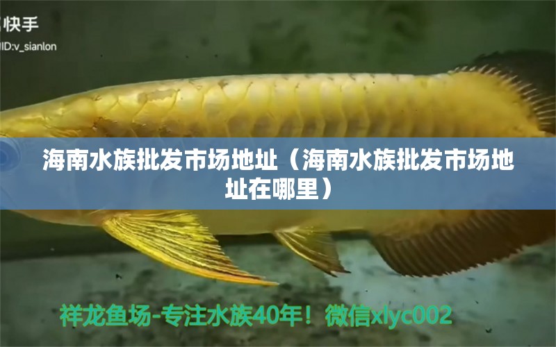 海南水族批發(fā)市場(chǎng)地址（海南水族批發(fā)市場(chǎng)地址在哪里） 觀賞魚水族批發(fā)市場(chǎng)