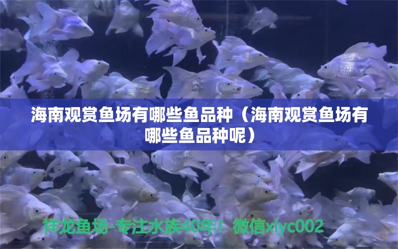 海南觀賞魚場有哪些魚品種（海南觀賞魚場有哪些魚品種呢） 水族維護服務(wù)（上門）