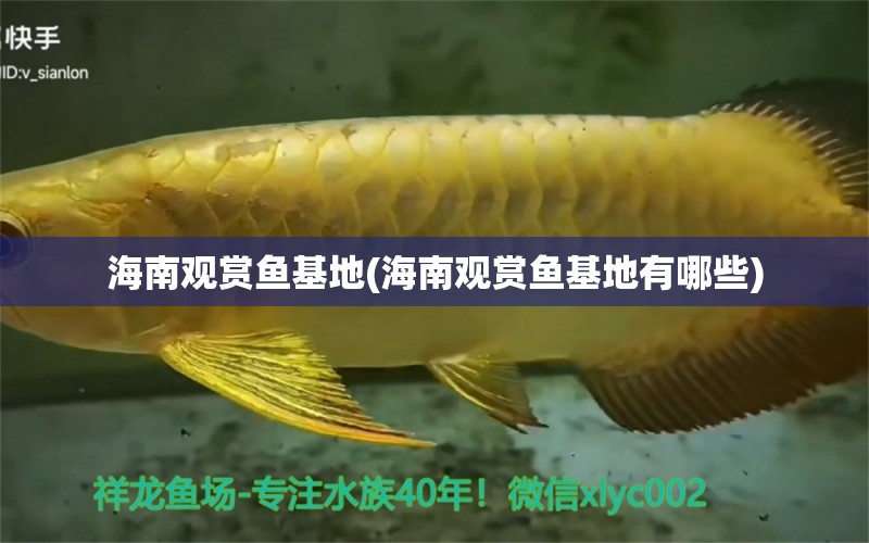 海南觀賞魚(yú)基地(海南觀賞魚(yú)基地有哪些) 銀龍魚(yú)