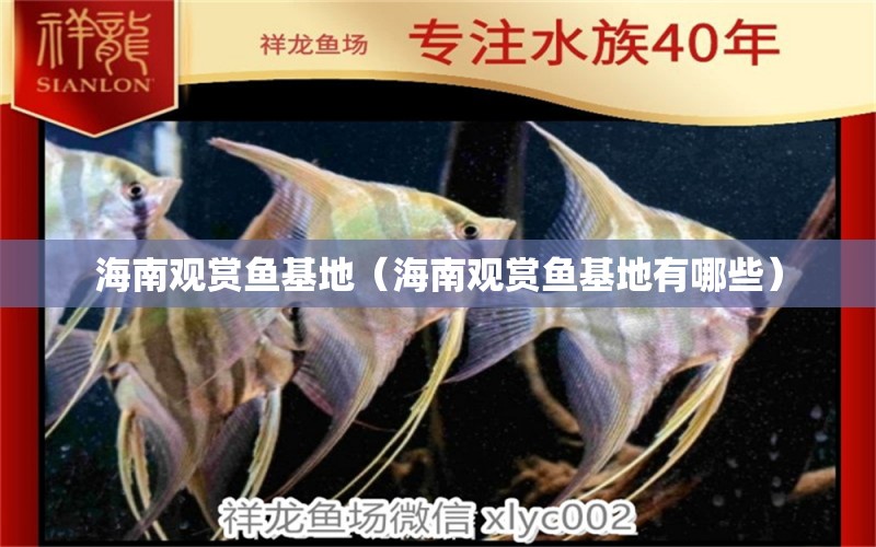 海南觀賞魚基地（海南觀賞魚基地有哪些）