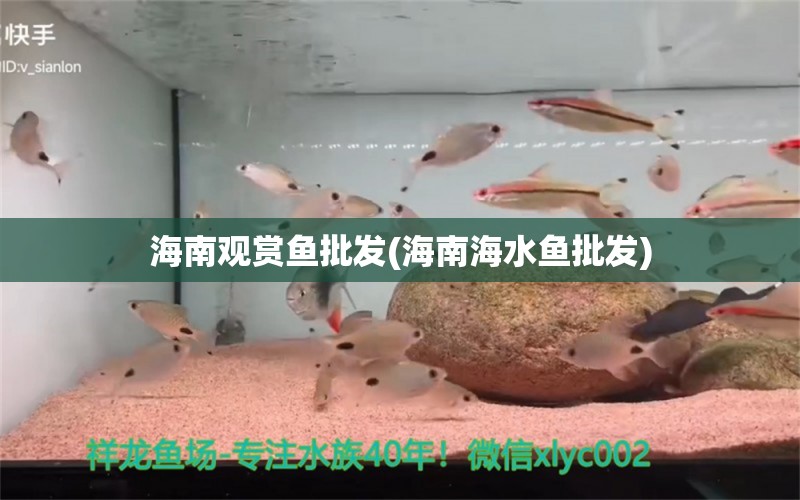 海南觀賞魚批發(fā)(海南海水魚批發(fā)) 觀賞魚批發(fā)