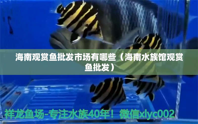 海南觀賞魚批發(fā)市場有哪些（海南水族館觀賞魚批發(fā)） 三色錦鯉魚