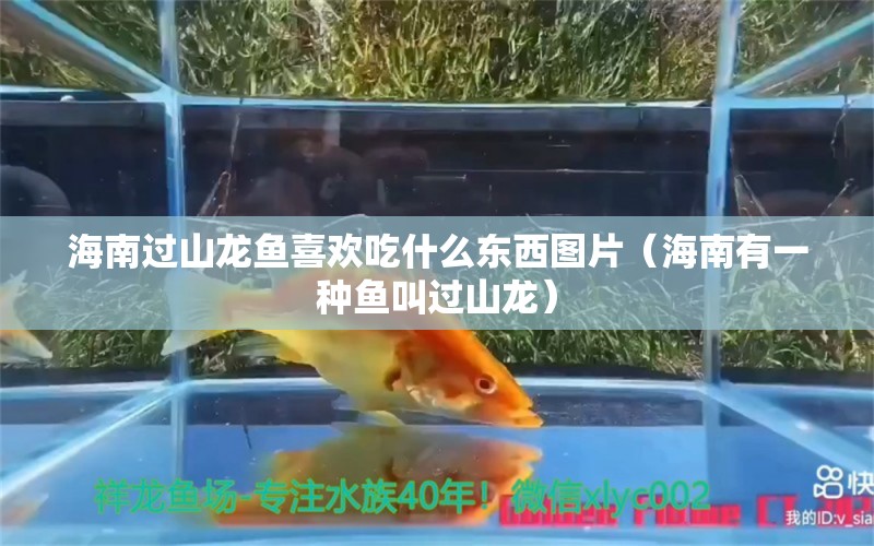 海南過山龍魚喜歡吃什么東西圖片（海南有一種魚叫過山龍）