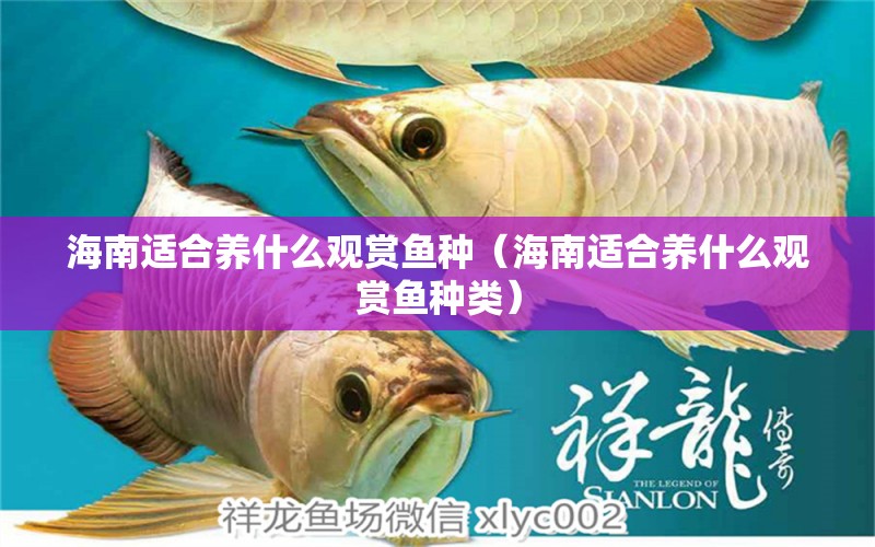 海南適合養(yǎng)什么觀賞魚種（海南適合養(yǎng)什么觀賞魚種類） 蘇虎