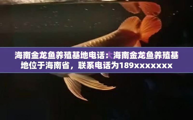 海南金龍魚養(yǎng)殖基地電話：海南金龍魚養(yǎng)殖基地位于海南省，聯(lián)系電話為189xxxxxxx 水族問答