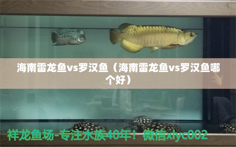 海南雷龍魚(yú)vs羅漢魚(yú)（海南雷龍魚(yú)vs羅漢魚(yú)哪個(gè)好）