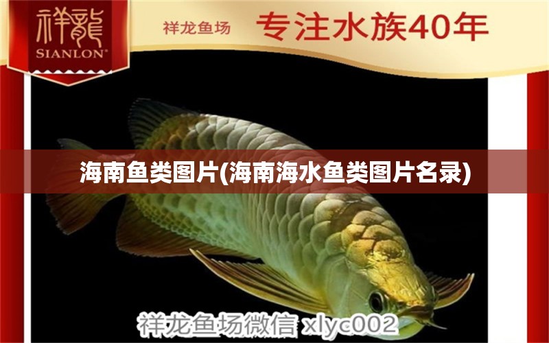 海南魚(yú)類圖片(海南海水魚(yú)類圖片名錄) 海水魚(yú)