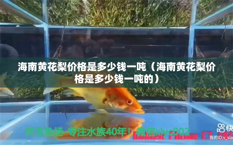 海南黃花梨價格是多少錢一噸（海南黃花梨價格是多少錢一噸的） 文玩