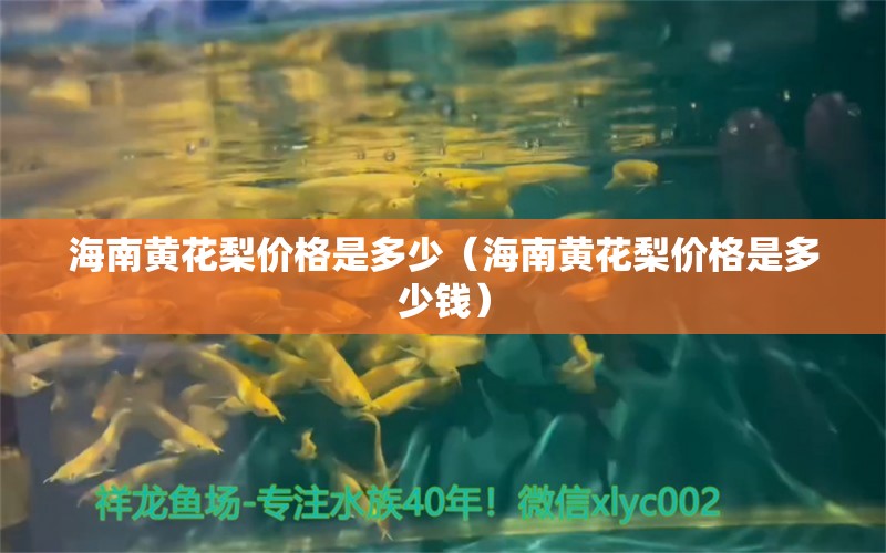 海南黃花梨價格是多少（海南黃花梨價格是多少錢） 文玩