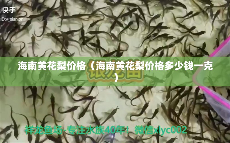 海南黃花梨價格（海南黃花梨價格多少錢一克） 文玩