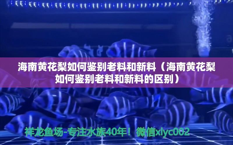 海南黃花梨如何鑒別老料和新料（海南黃花梨如何鑒別老料和新料的區(qū)別） 文玩