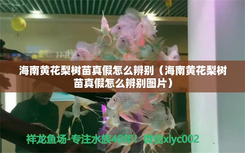 海南黃花梨樹苗真假怎么辨別（海南黃花梨樹苗真假怎么辨別圖片）