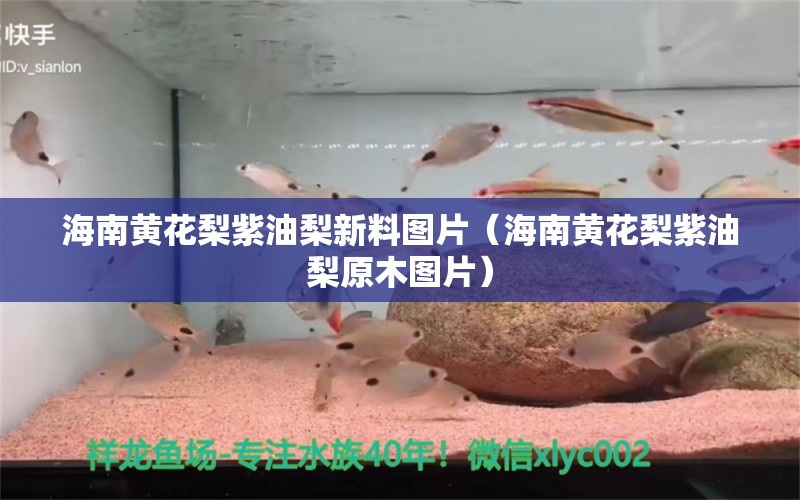 海南黃花梨紫油梨新料圖片（海南黃花梨紫油梨原木圖片）