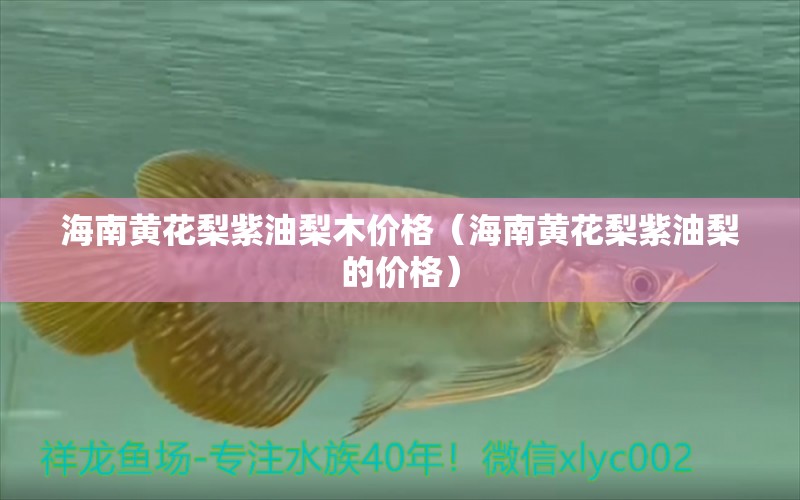 海南黃花梨紫油梨木價格（海南黃花梨紫油梨的價格）