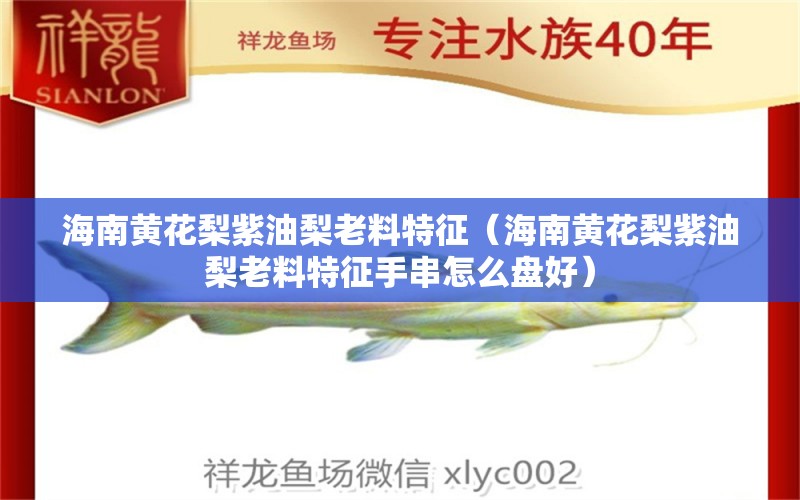 海南黃花梨紫油梨老料特征（海南黃花梨紫油梨老料特征手串怎么盤好） 文玩