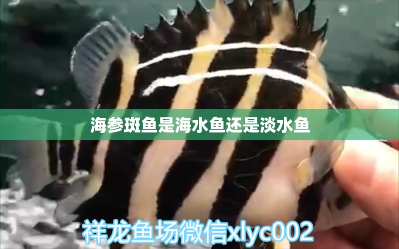 海參斑魚是海水魚還是淡水魚 海水魚