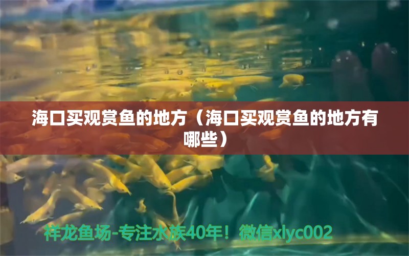 ?？谫I觀賞魚的地方（海口買觀賞魚的地方有哪些） 撒旦鴨嘴魚