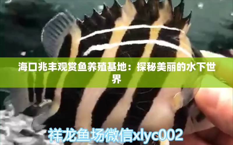 ?？谡棕S觀賞魚養(yǎng)殖基地：探秘美麗的水下世界 紅勾銀版魚