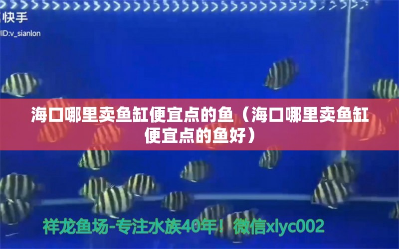 ?？谀睦镔u魚缸便宜點(diǎn)的魚（?？谀睦镔u魚缸便宜點(diǎn)的魚好）