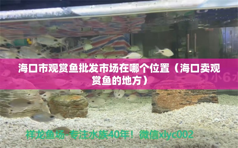 ?？谑杏^賞魚批發(fā)市場在哪個位置（?？谫u觀賞魚的地方） 觀賞魚批發(fā)