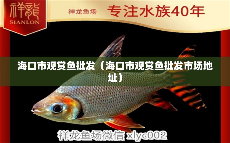 ?？谑杏^賞魚批發(fā)（?？谑杏^賞魚批發(fā)市場地址）