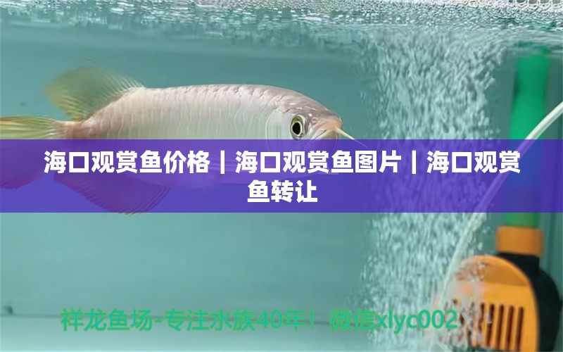 ?？谟^賞魚價格｜海口觀賞魚圖片｜?？谟^賞魚轉(zhuǎn)讓