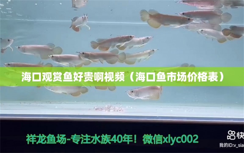 ?？谟^賞魚好貴啊視頻（海口魚市場價(jià)格表） 國產(chǎn)元寶鳳凰魚 第1張