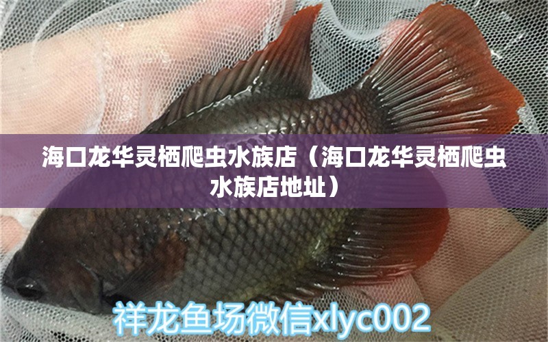 ?？邶埲A靈棲爬蟲水族店（?？邶埲A靈棲爬蟲水族店地址）