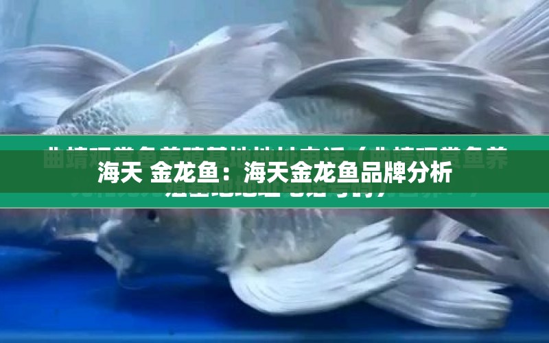 海天 金龍魚(yú)：海天金龍魚(yú)品牌分析 水族問(wèn)答 第1張