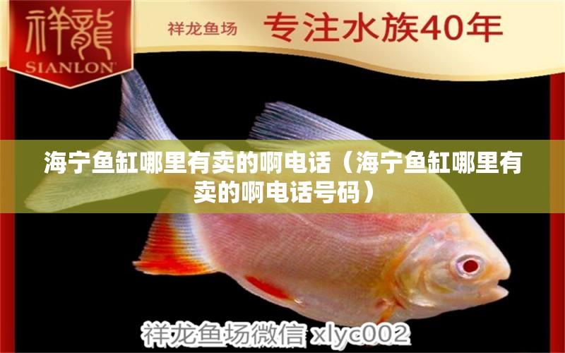 海寧魚缸哪里有賣的啊電話（海寧魚缸哪里有賣的啊電話號碼） 大白鯊魚