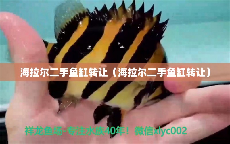 海拉爾二手魚(yú)缸轉(zhuǎn)讓（海拉爾二手魚(yú)缸轉(zhuǎn)讓） 粗線銀版魚(yú)