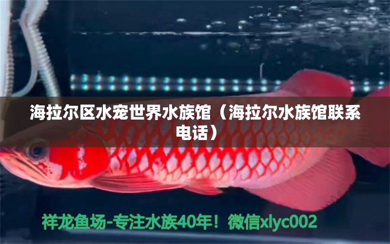 海拉爾區(qū)水寵世界水族館（海拉爾水族館聯(lián)系電話） 全國(guó)水族館企業(yè)名錄