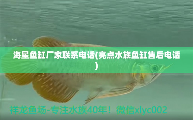 海星魚缸廠家聯(lián)系電話(亮點水族魚缸售后電話) 薩伊藍魚