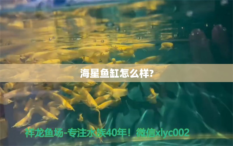 海星魚缸怎么樣?