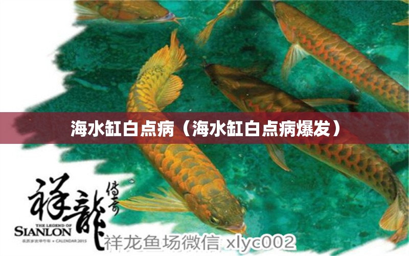 海水缸白點(diǎn)?。êＫ装c(diǎn)病爆發(fā)） 祥龍魚場(chǎng)