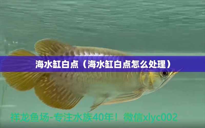 海水缸白點(diǎn)（海水缸白點(diǎn)怎么處理）