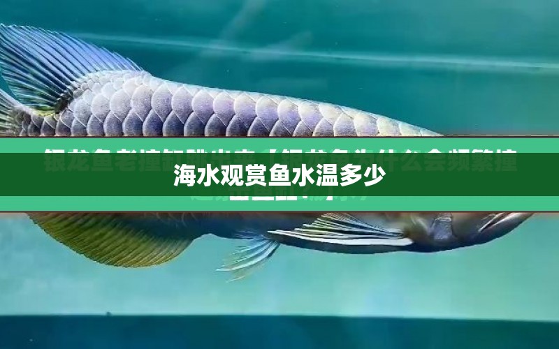 海水觀賞魚(yú)水溫多少 水族問(wèn)答